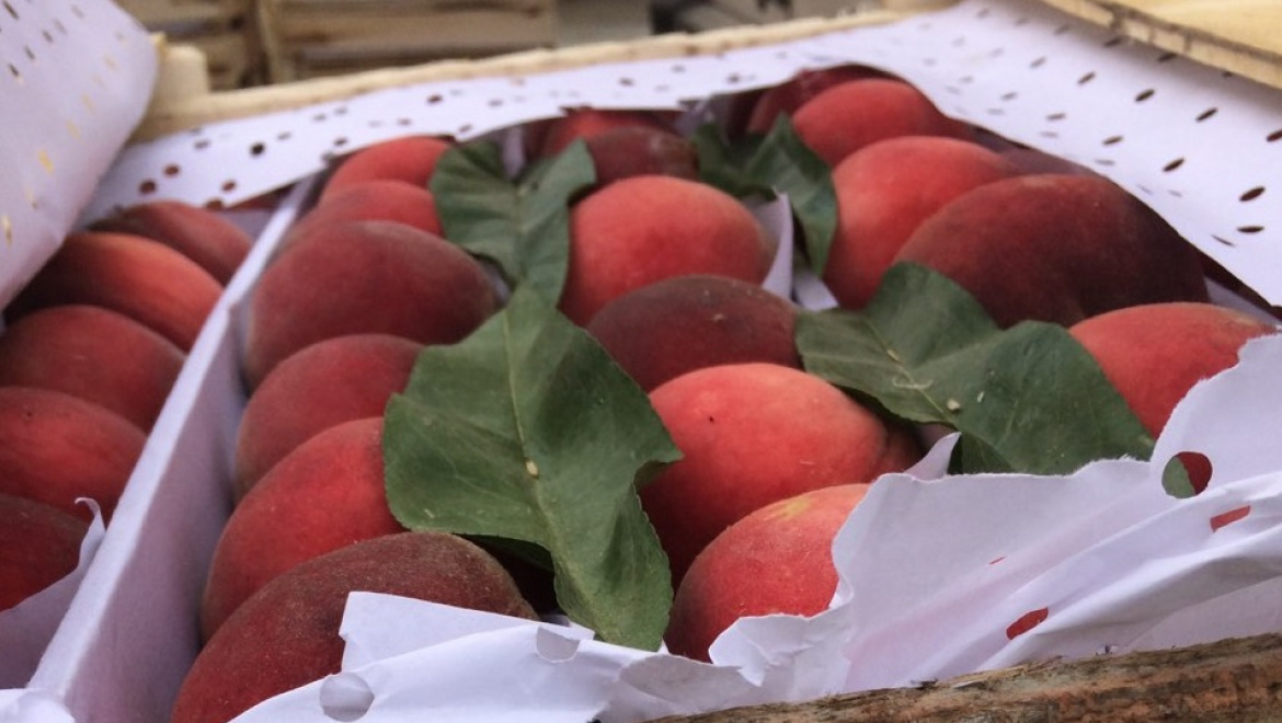 Восточная плодожорка не прошла контроль