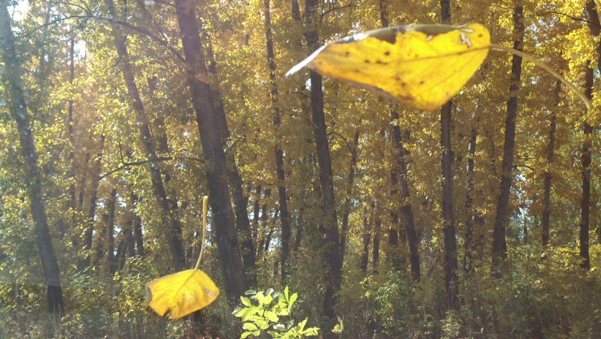 Расписание дачных автобусов с 2 октября 2018 г.