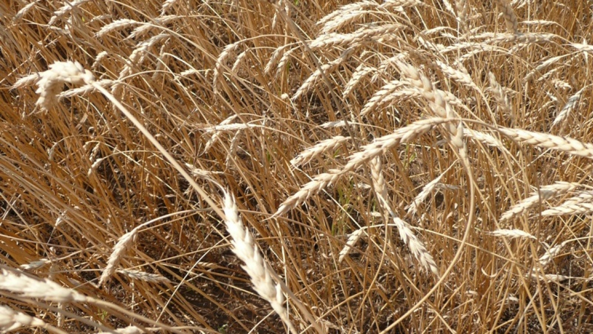 14 октября – День работника сельского хозяйства и перерабатывающей промышленности