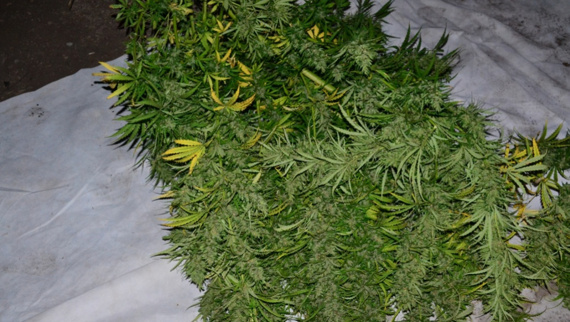 Конопля и марихуана для личного пользования