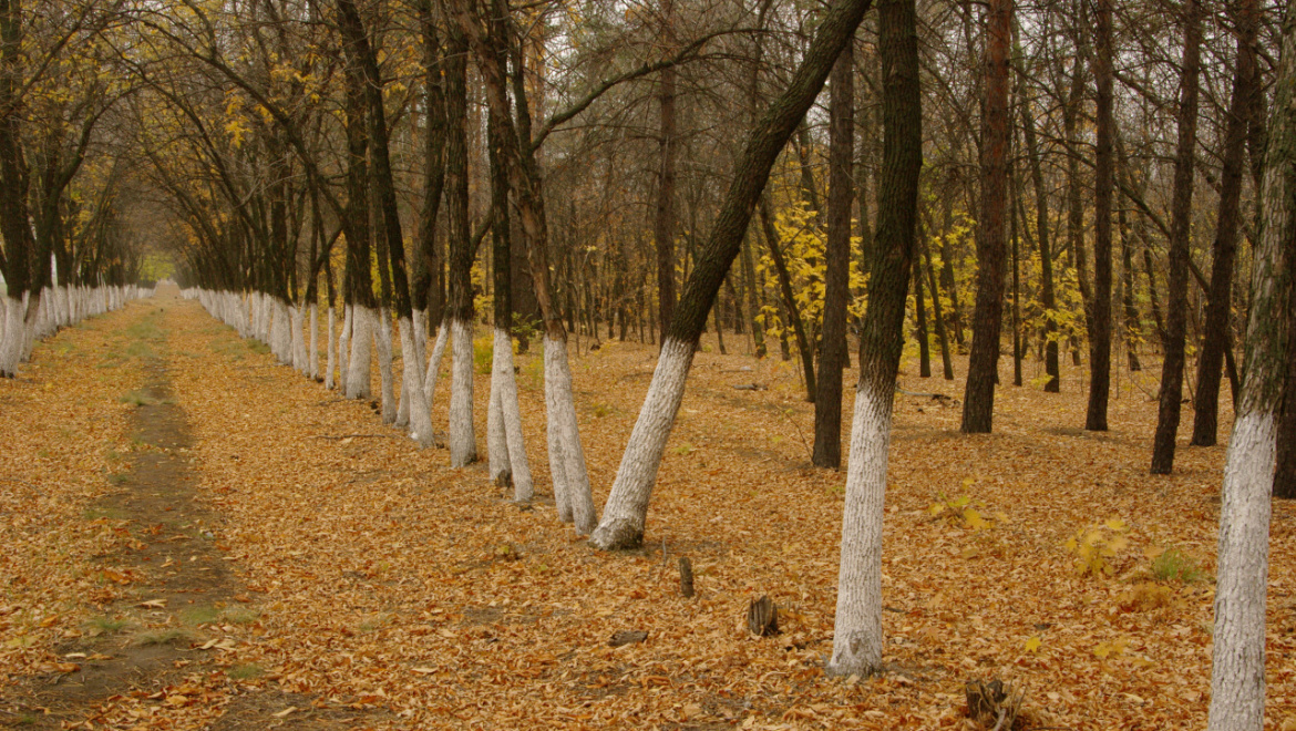 Пьяный водитель пытался скрыться в лесополосе