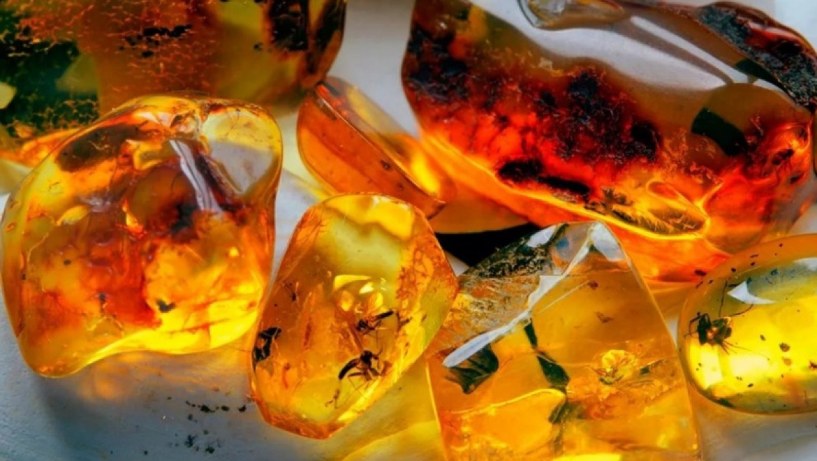 Доисторические насекомые в янтаре