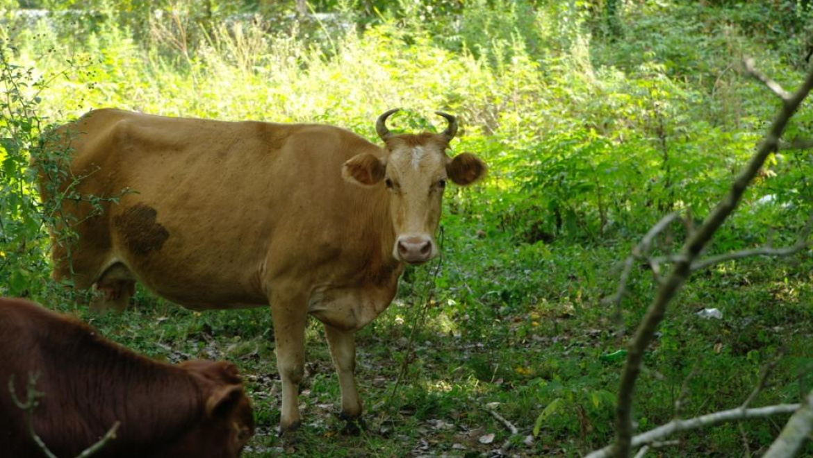 Осуждены за хищение трех коров АО «Майский»