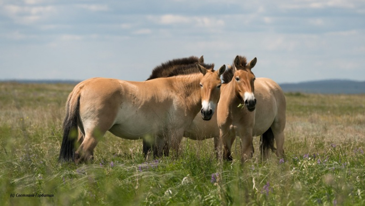 Лошадь Пржевальского: последняя дикая лошадь на земле