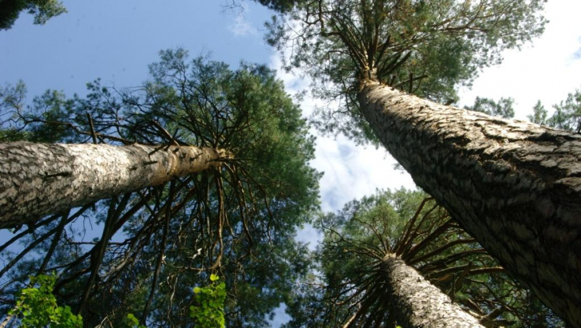 В Оренбургской области обработано более 220 га леса от пилильщика