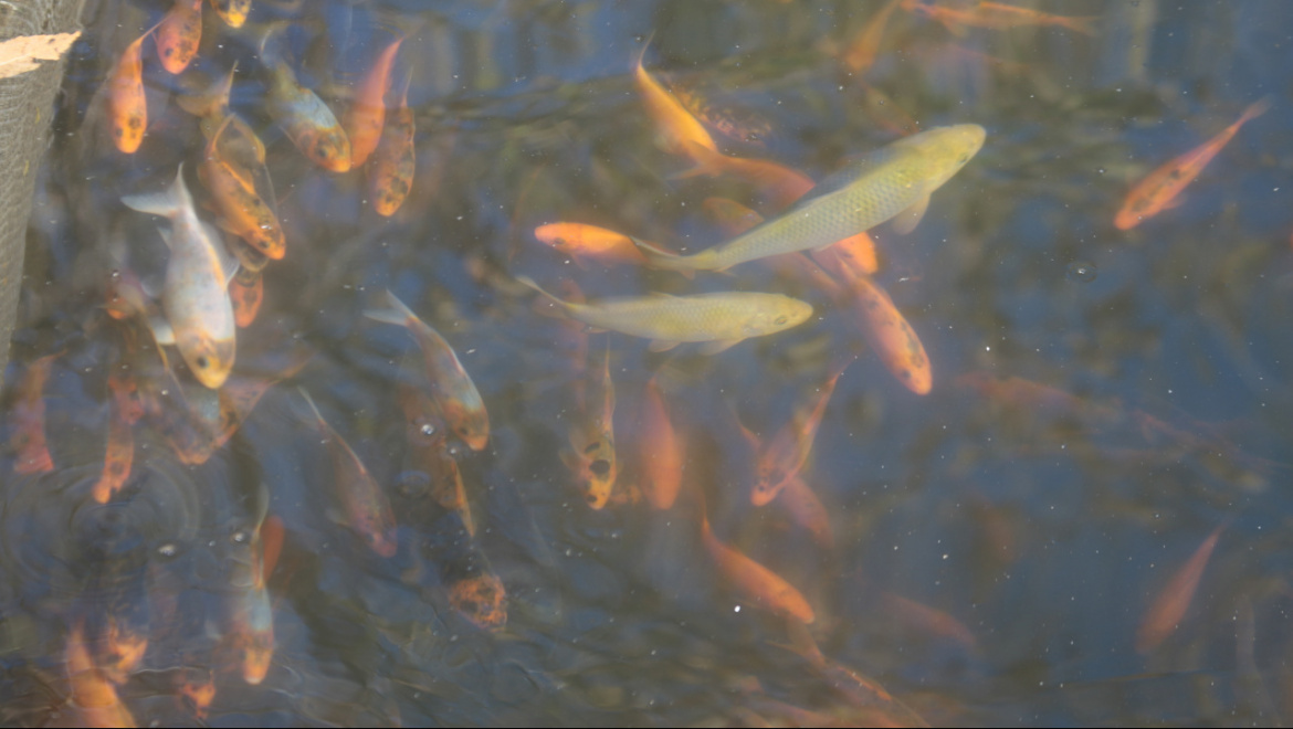 В Ириклинское водохранилище выпущено 35 тысяч мальков толстолобика