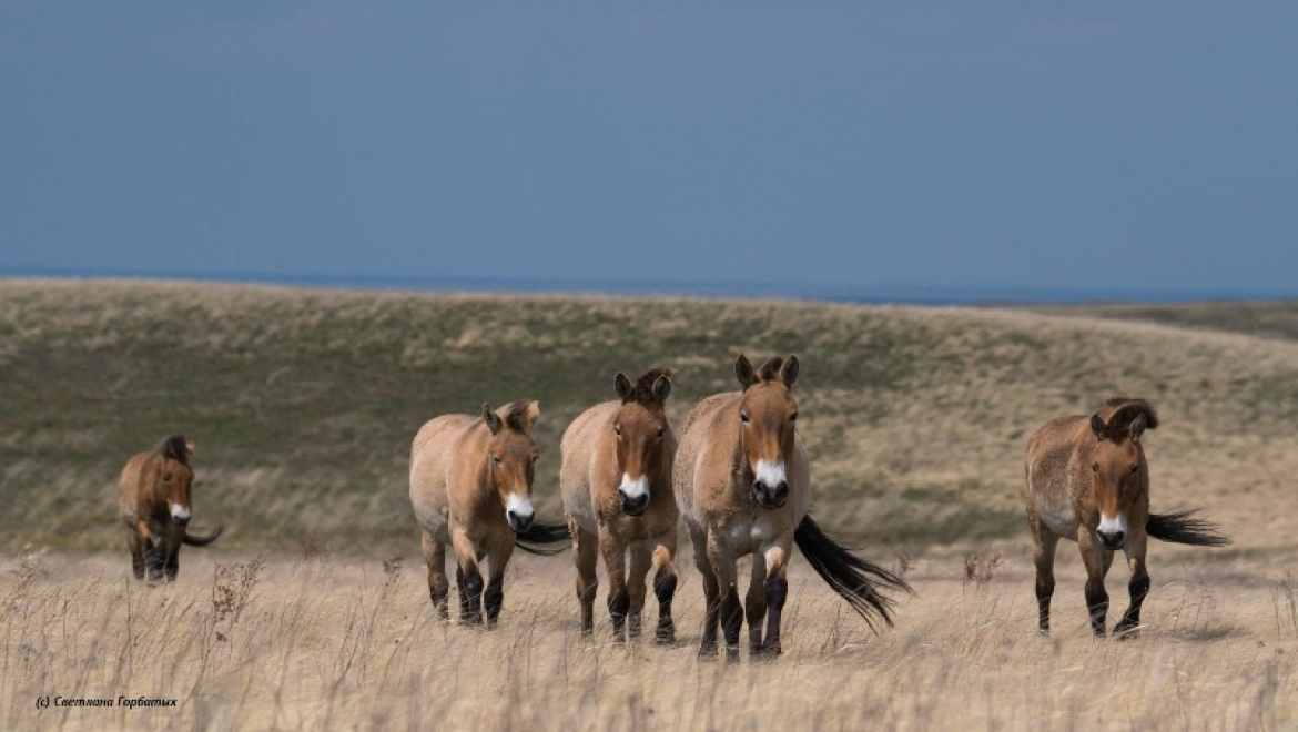 Оренбургский заповедник ожидает еще одну партию животных