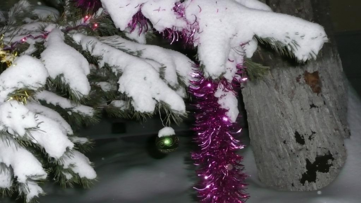 Спилил сосны для новогоднего подарка