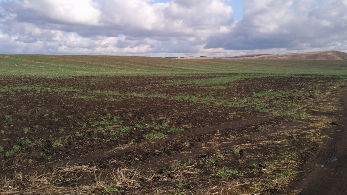 В Оренбуржье начались полевые работы