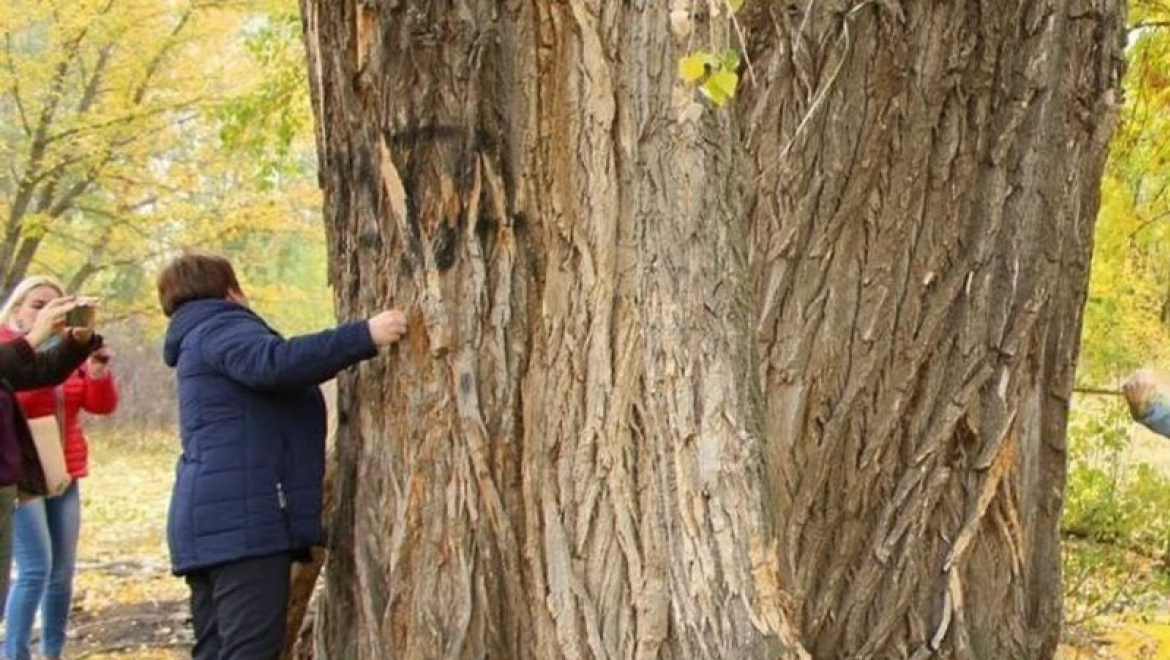 В Оренбурге выбрано историческое дерево