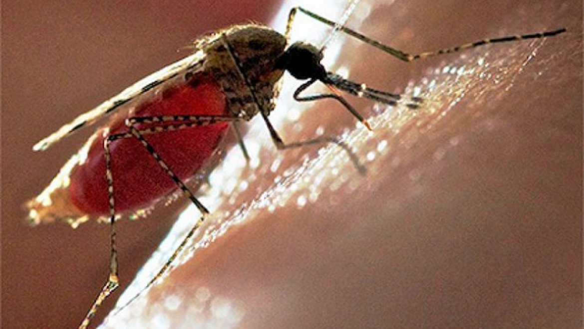 Укус малярии. Малярийный комар под микроскопом. Малярийный комар пьет кровь. Малярийный комар кусает людей.