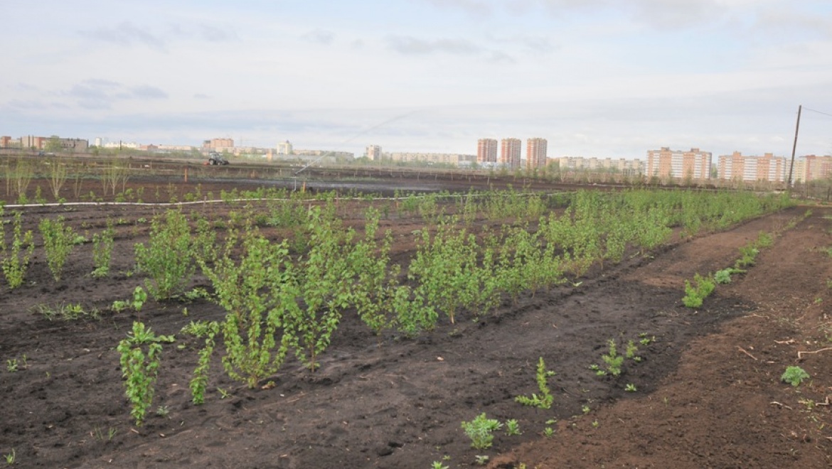  Сакура цветет! На новом месте