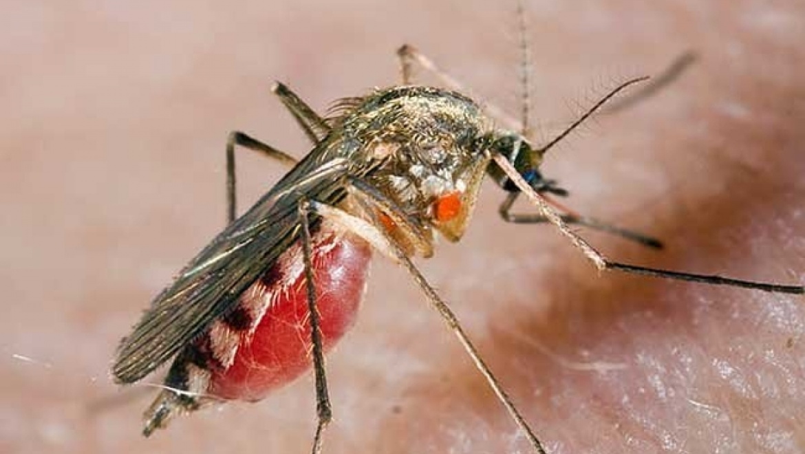 В Оренбурге продолжаются «комароистребительные» работы