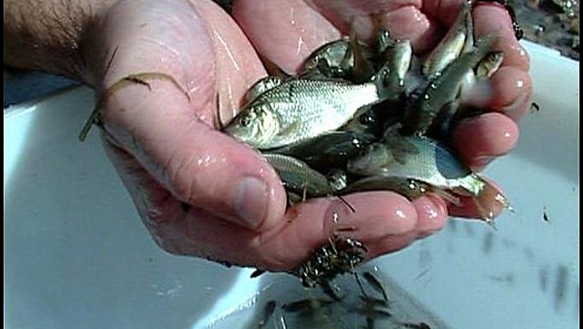 25 тонн мальков выпустят в Ириклинское водохранилище