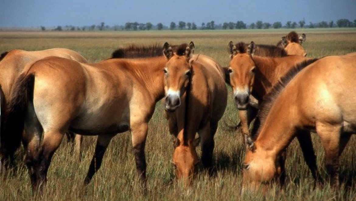 Лошади Пржевальского возвращаются в степной заповедник Оренбуржья   