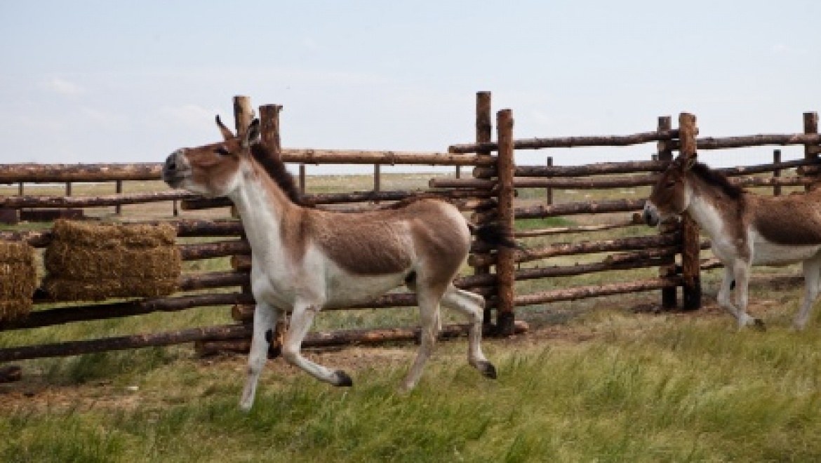 В оренбургские степи вернулась лошадь Пржевальского