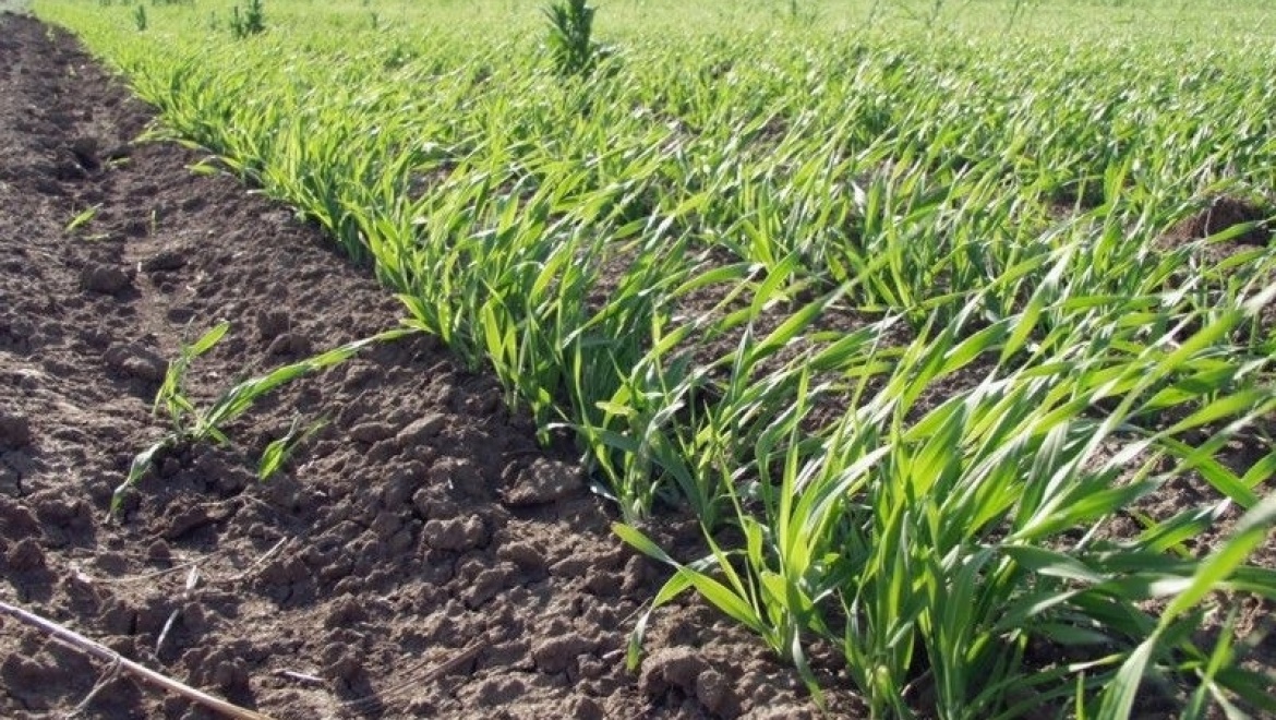 Сев завершен. Сенокос – в разгаре   