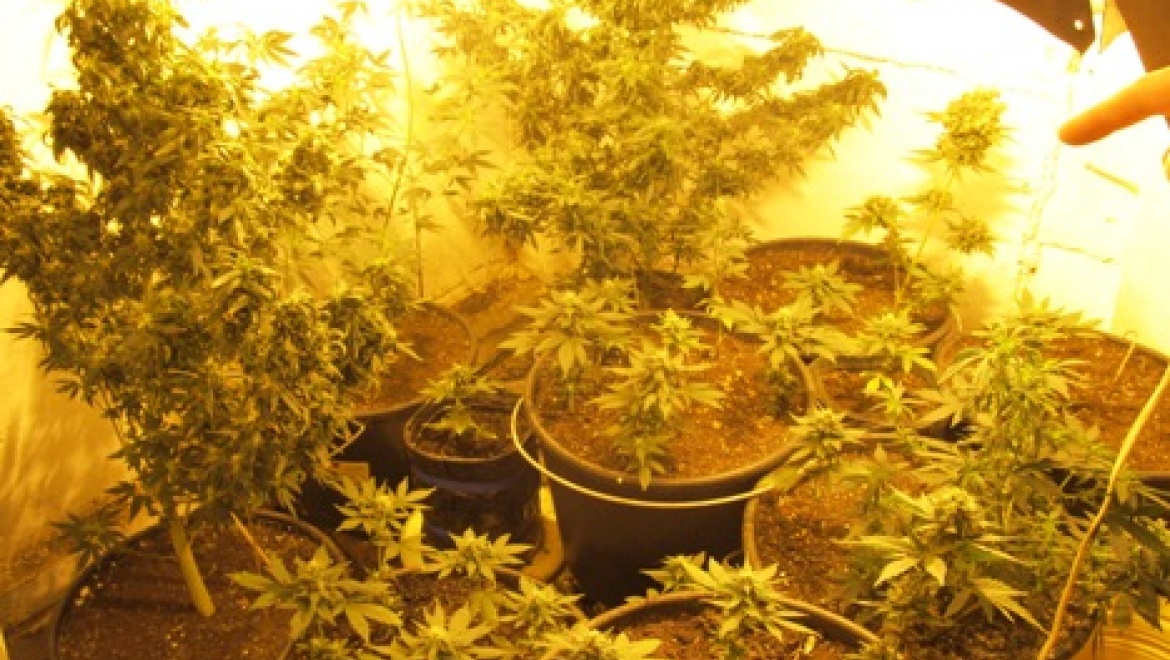 Наркоогород в погребе