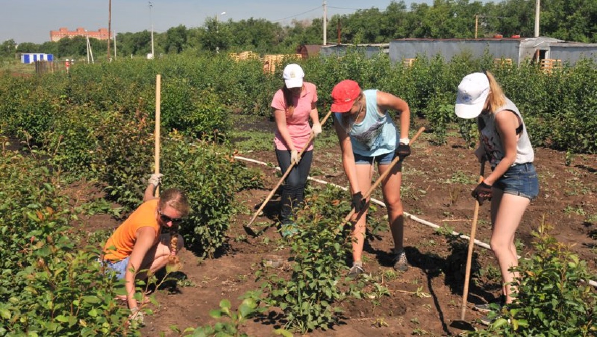 Чудо-сад своими руками   
