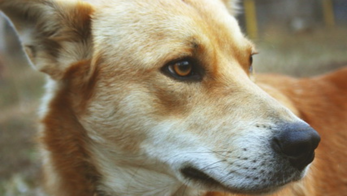 Матроскин, на уборку!