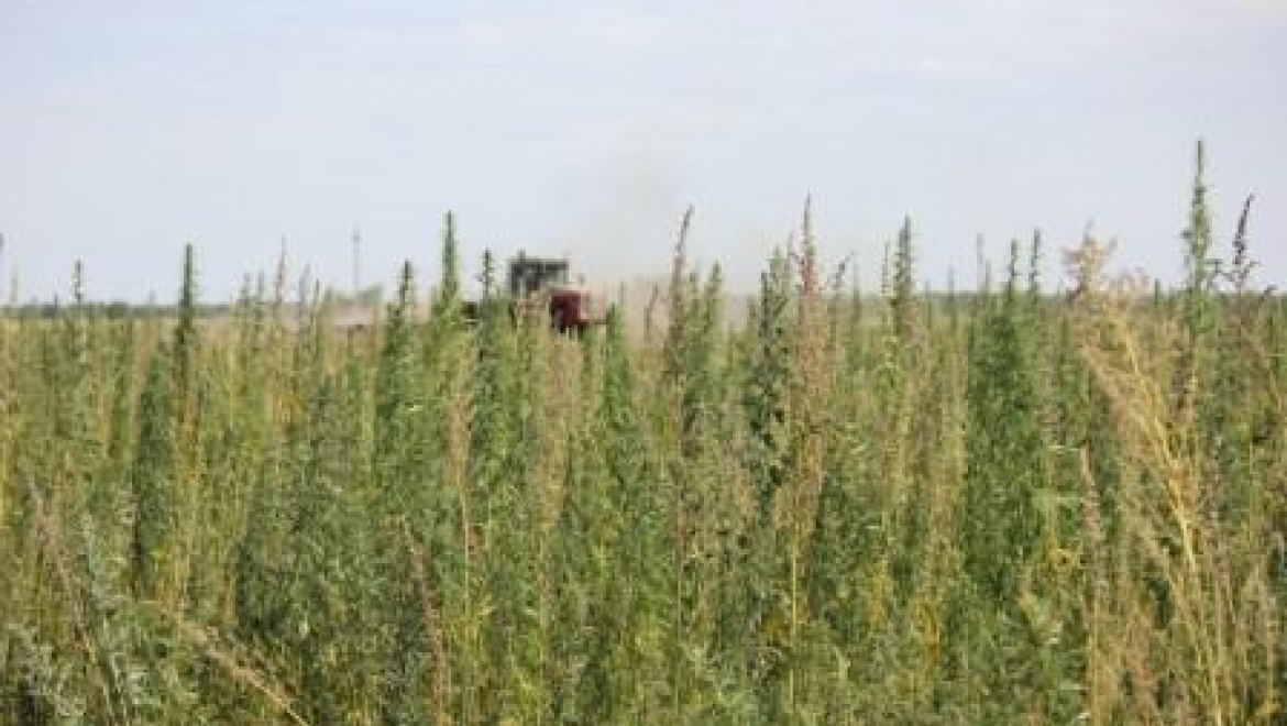 Уничтожили 45 гектаров конопли