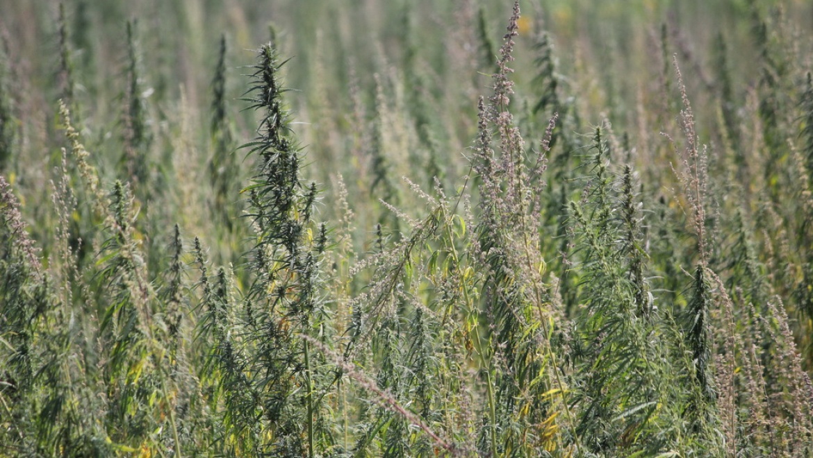 11 августа стартовал второй этап межведомственной оперативно – профилактической операции «Мак – 2014»