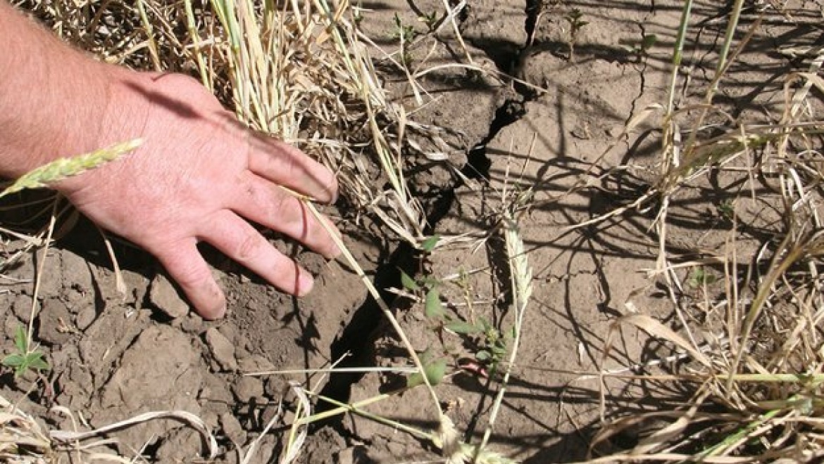 В Оренбуржье из-за засухи введен режим ЧС