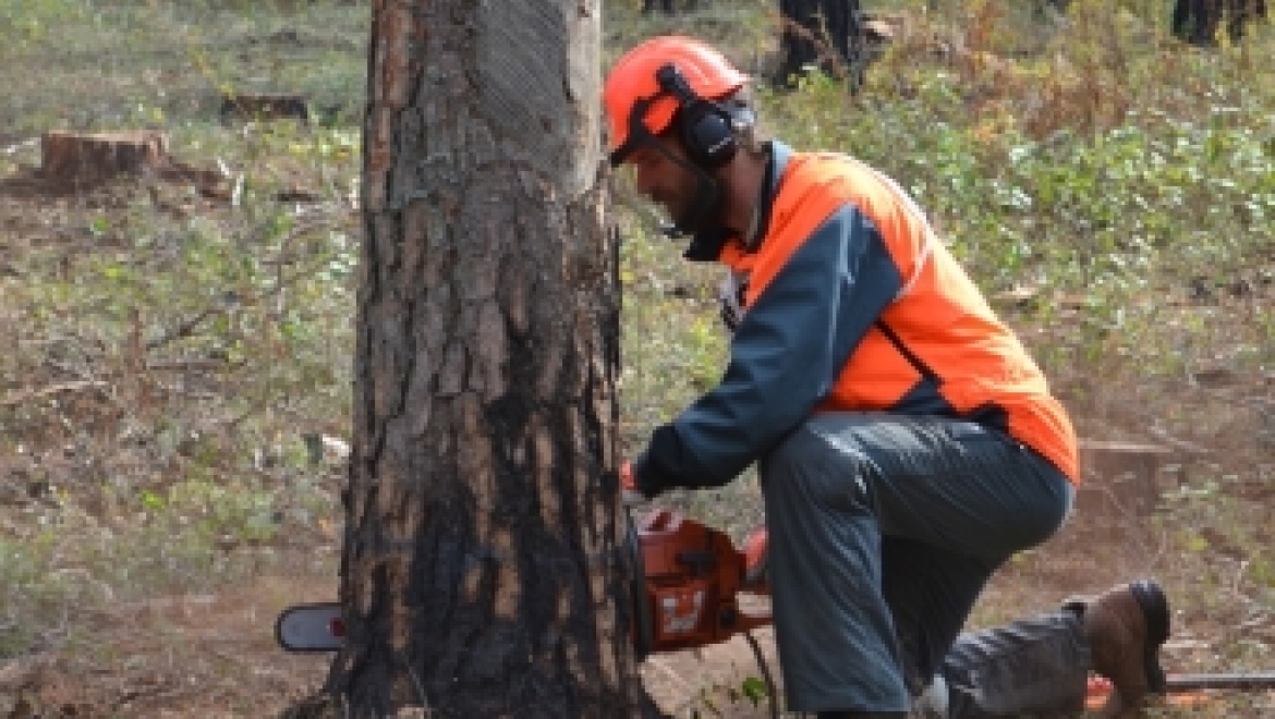 Второй областной конкурс «Лучший по профессии –  вальщик леса» пройдет 25 сентября   