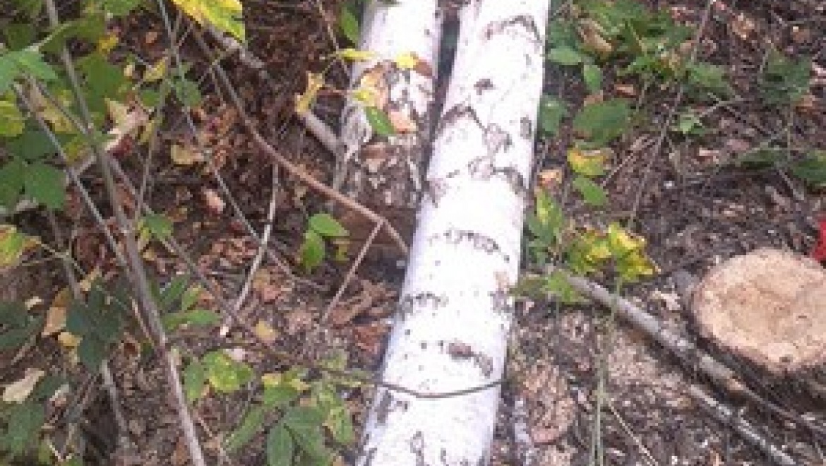 18-летнего парня убило деревом при заготовке дров