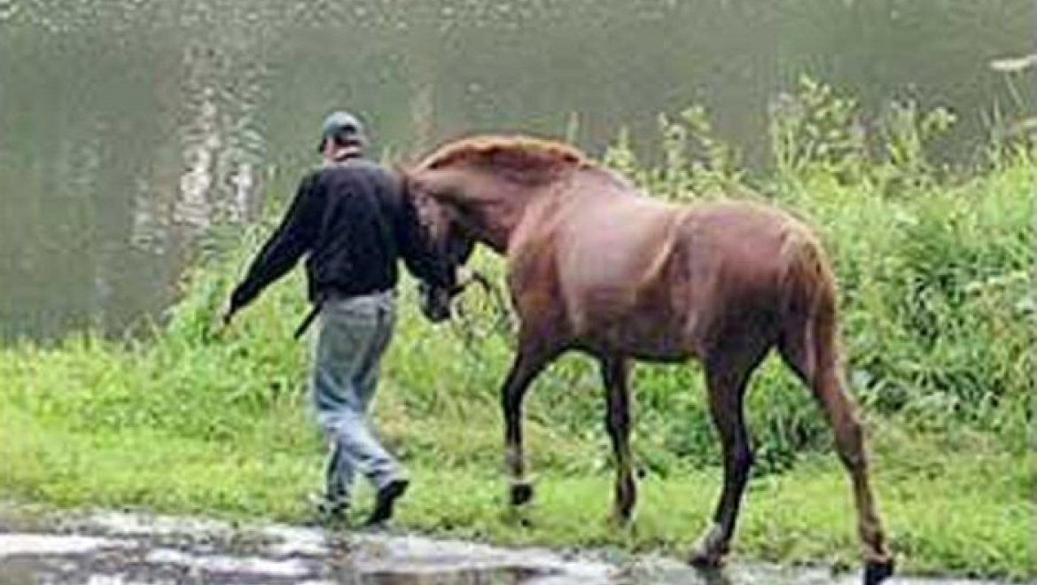 Полицейские в Соль-Илецке задержали конокрада