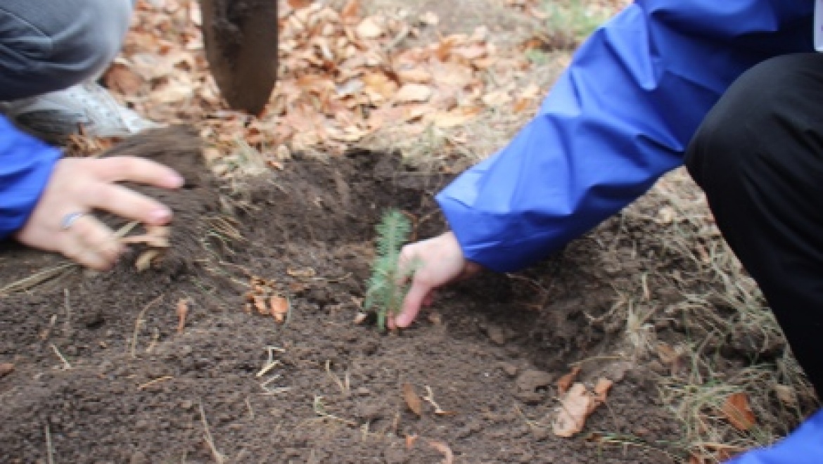 В ДОЛ «Янтарь» высадили голубые ели