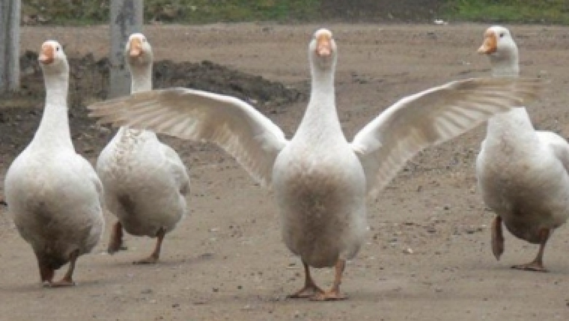 Полиция раскрыла кражу гусей
