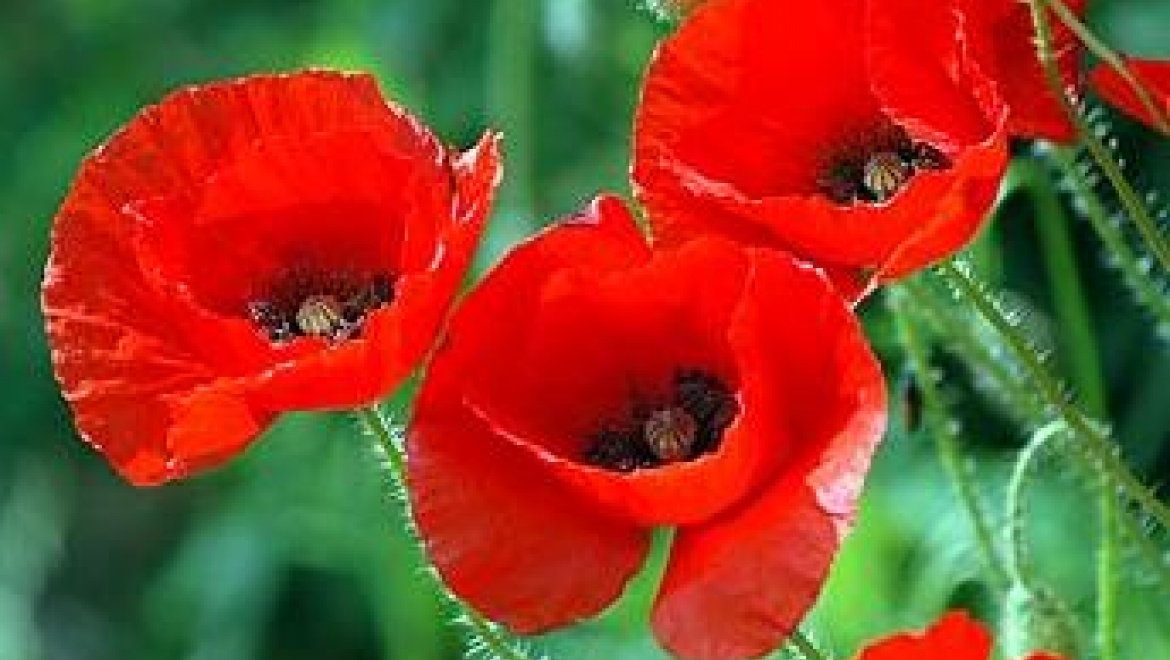 В ходе операции «Мак-2014» в Татарстане наркополицейскими уничтожено более 25 тонн конопли