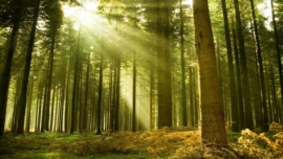 Леса Башкортостана защищены от вредителей