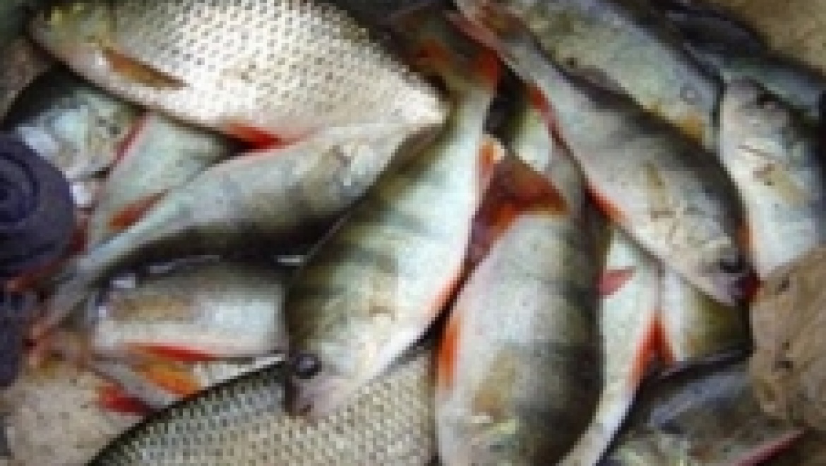 Рыбохозяйственный сектор Башкортостана имеет перспективы развития