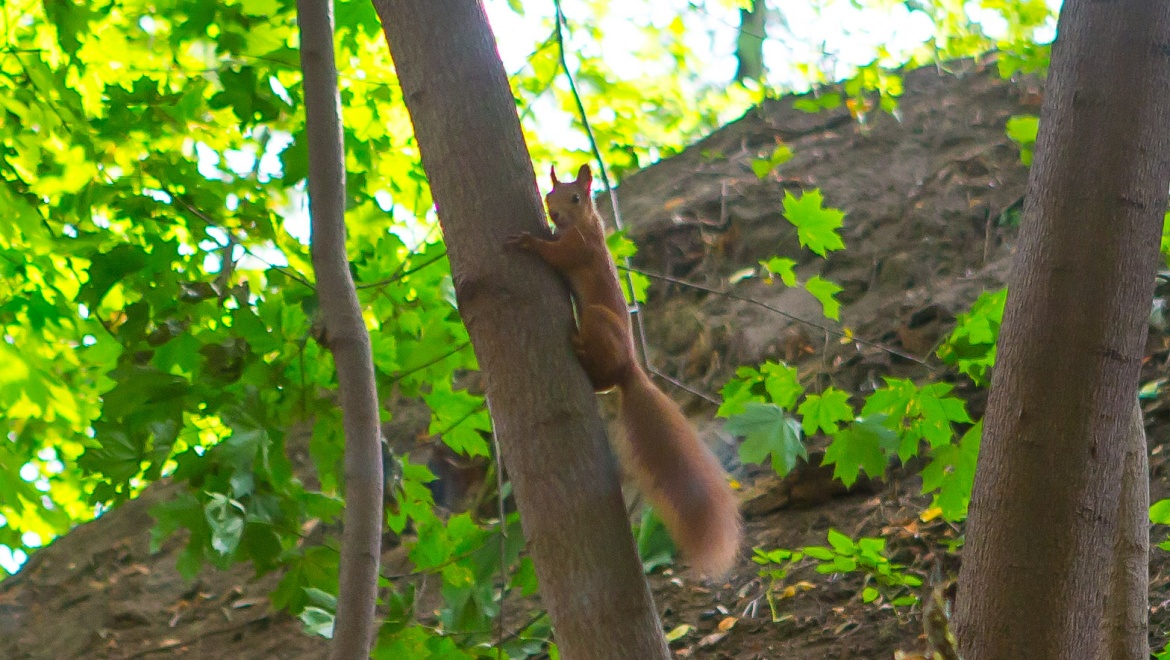 В 2015 году в Татарстане пройдет «Марш парков»