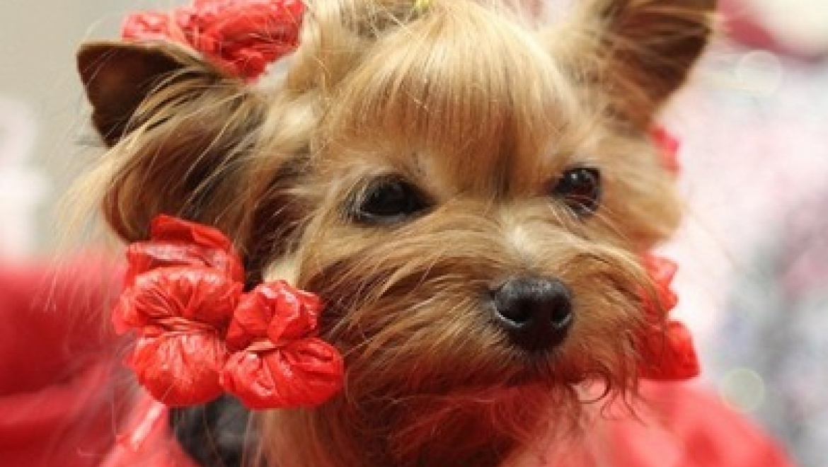 6 декабря в Казани пройдет выставка собак