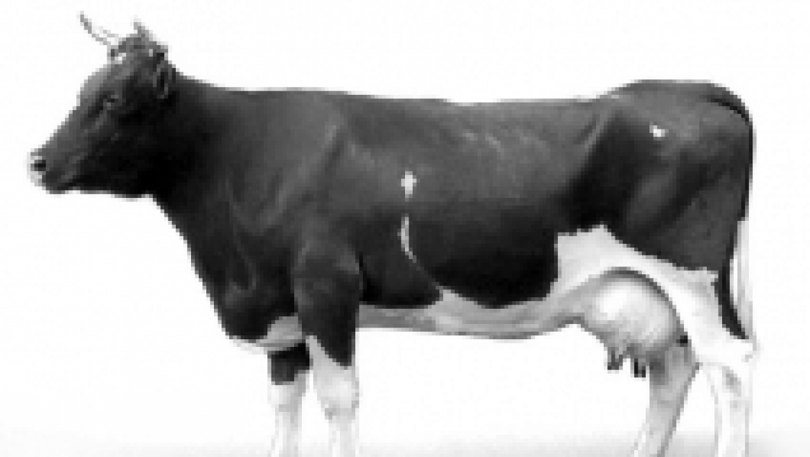 В Иглинском районе введен в строй очередной объект в рамках программы "500 ферм"