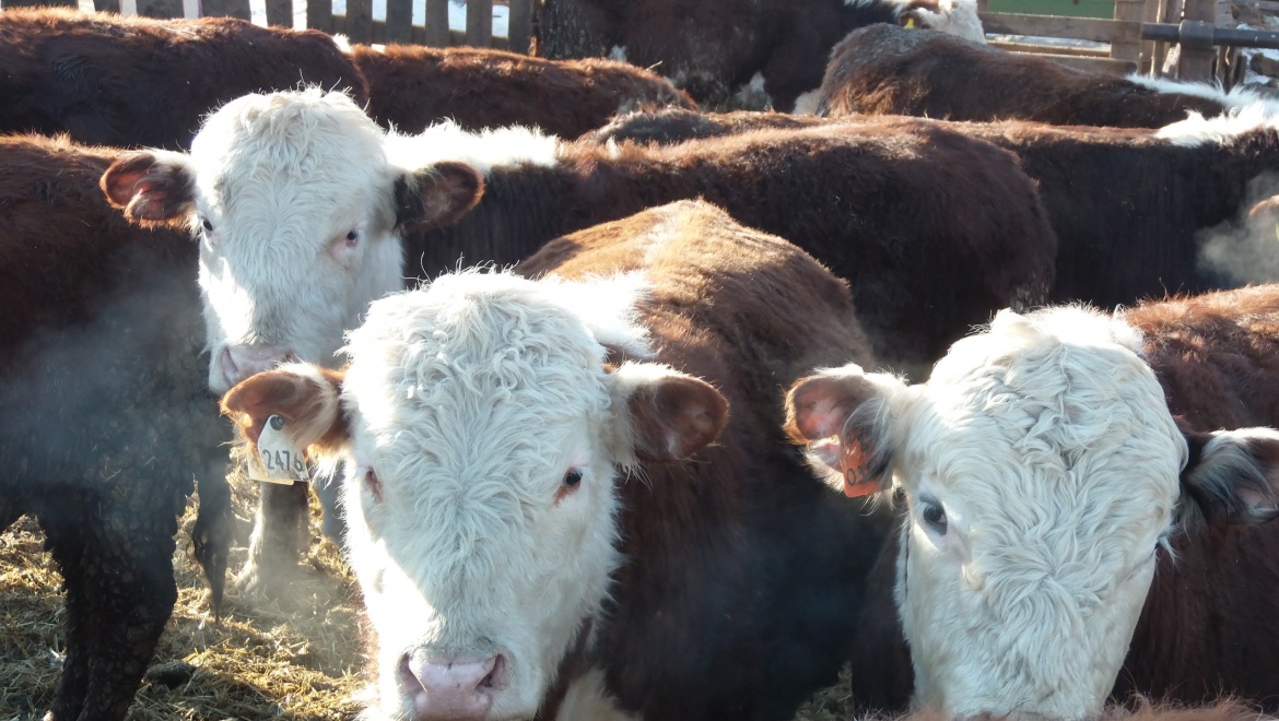 Поголовье скота увеличилось на 273 головы, надои молока на 11,2 %