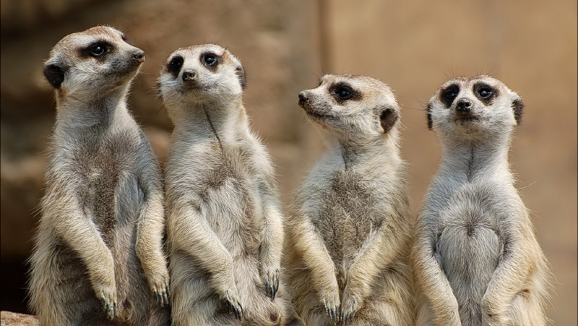 В Казанском зооботсаду сурикаты обзавелись домом с панорамным обзором