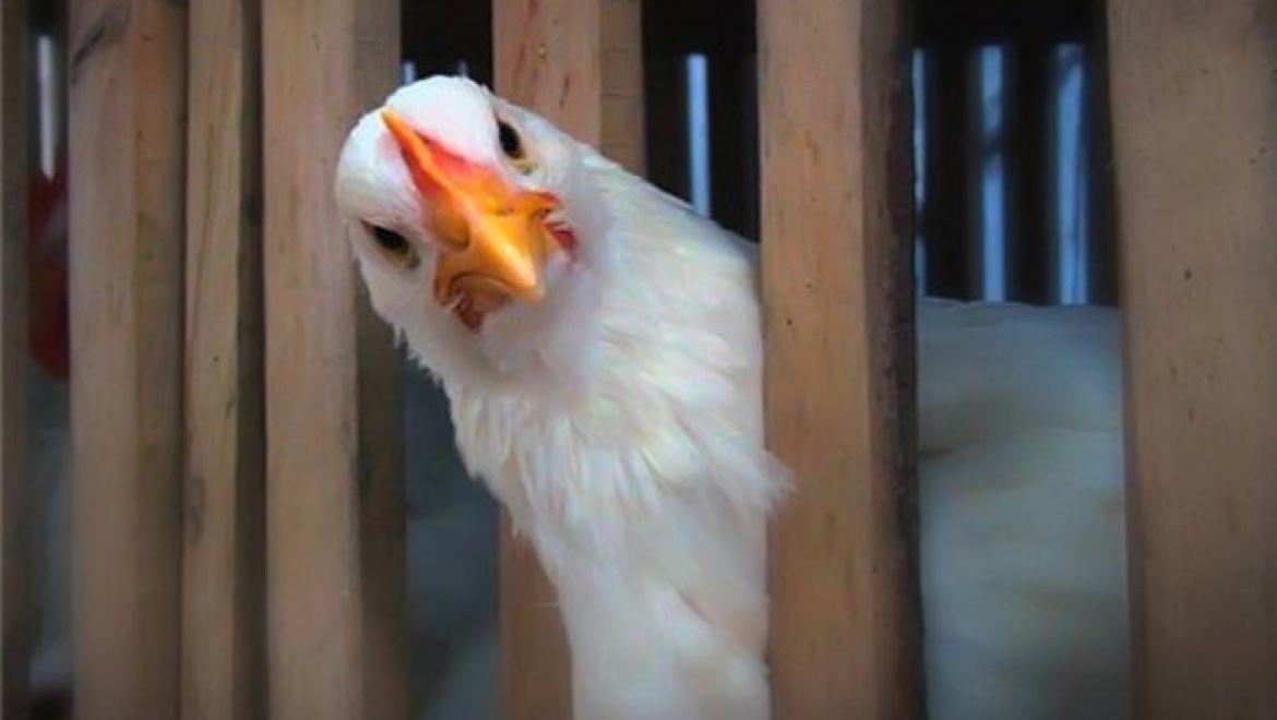 Полиция раскрыла кражу 17 кур