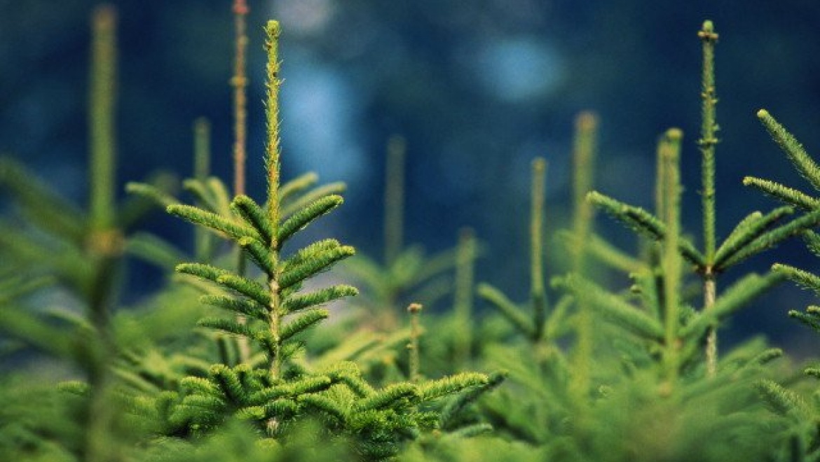 В Казани проходит оперативно-профилактическая акция «Ель»