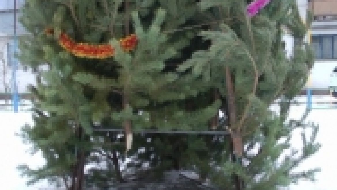 Задержаны похитители новогодних елок