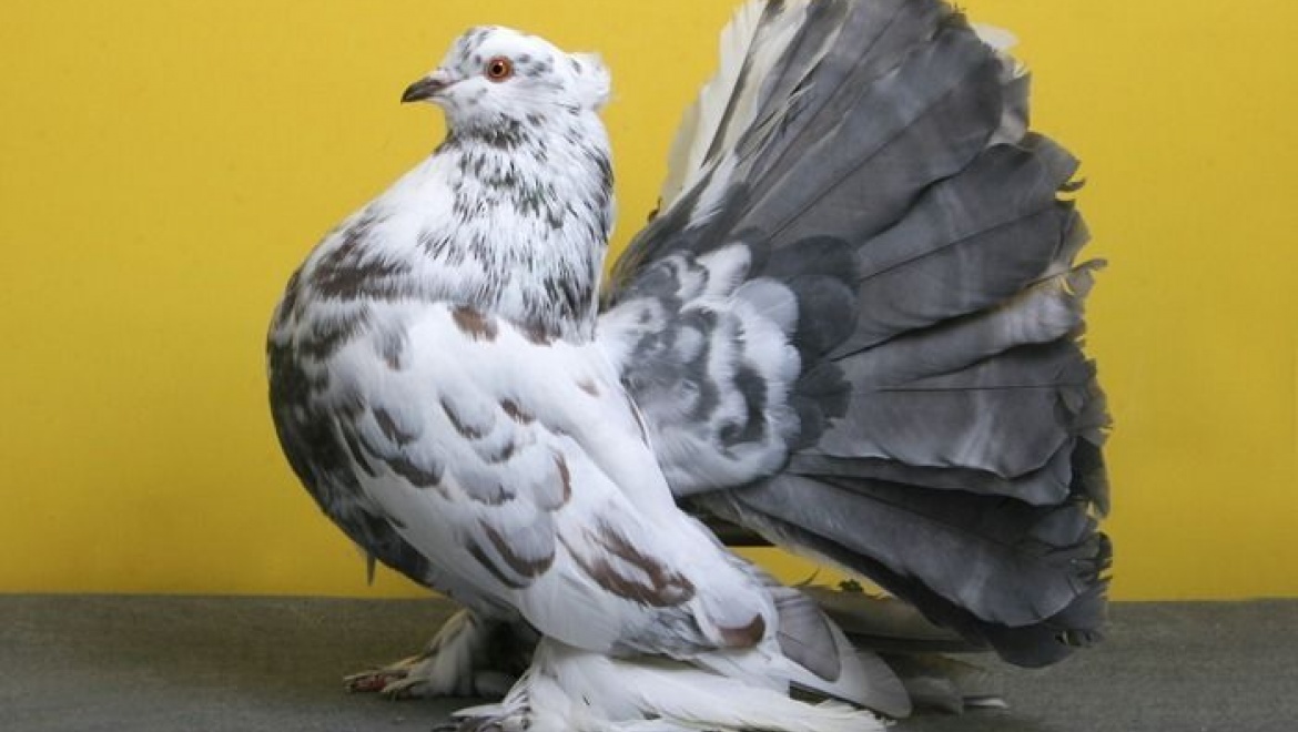 В Казань слетятся голуби со всей России