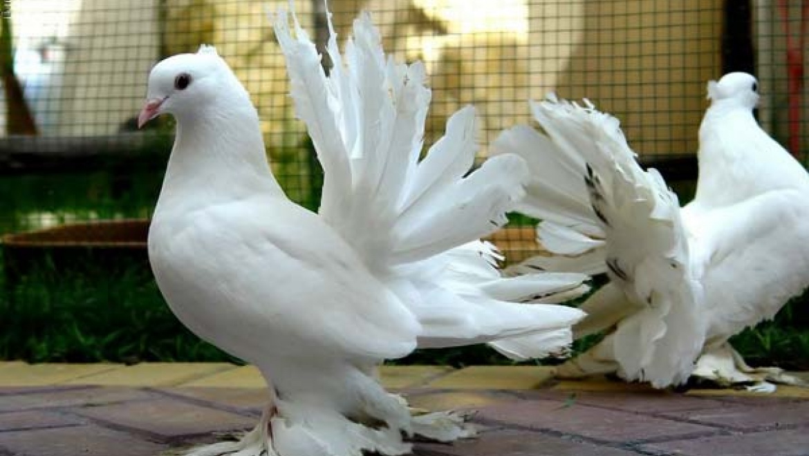 Спортивно-декоративных голубей покажут в Казани