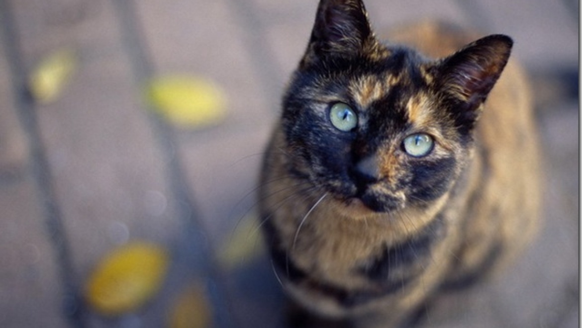 В Казани ищут хозяев бездомным кошкам, прошедшим вакцинацию и стерилизацию