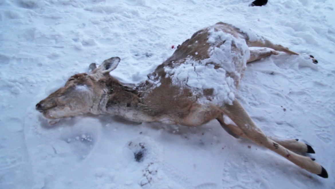 Браконьеры заплатили за убитых косуль