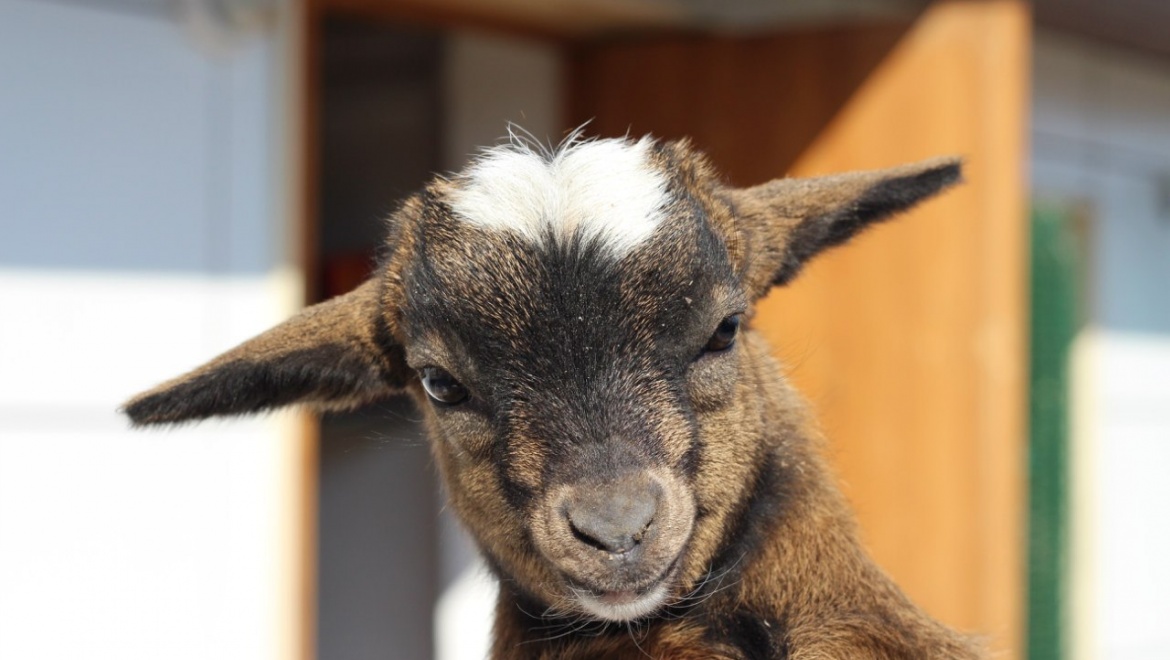 В казанском зооботсаде родились 5 африканских коз