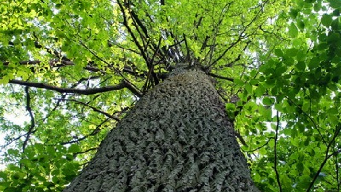 В Казани весной стартует четвертый этап «Народной инвентаризации»
