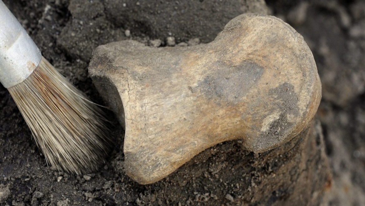Мировая сенсация: оренбургские исследователи обнаружили останки древнего ящера